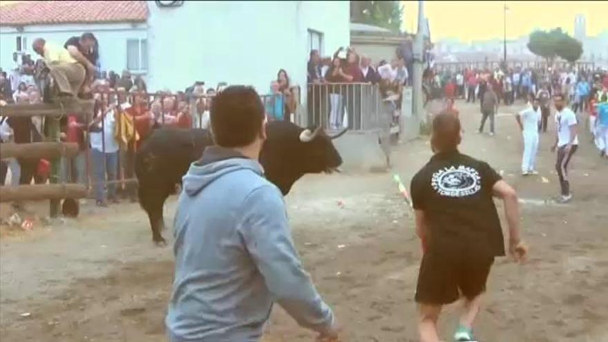 Vuelve el Toro de la Vega y por segundo año consecutivo sin matar al astado