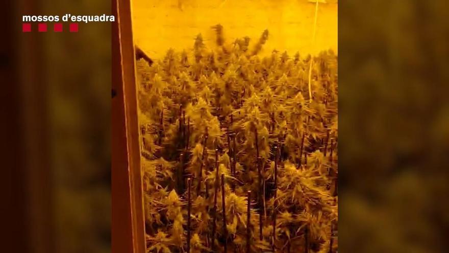 Entrada dels Mossos a la nau de Piera on han trobat una plantació de marihuana