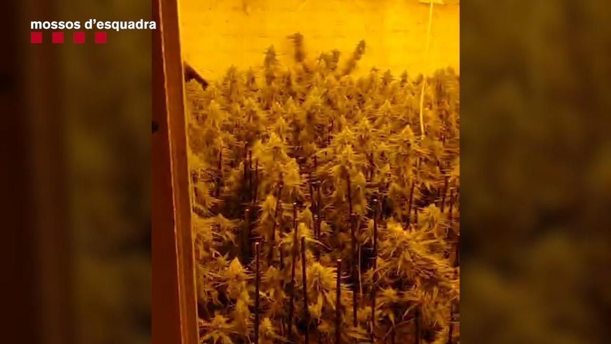 Entrada dels Mossos a la nau de Piera on han trobat una plantació de marihuana