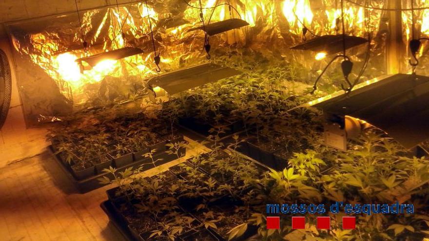 Punxaven la llum del carrer per mantenir un cultiu de 1.700 plantes de marihuana