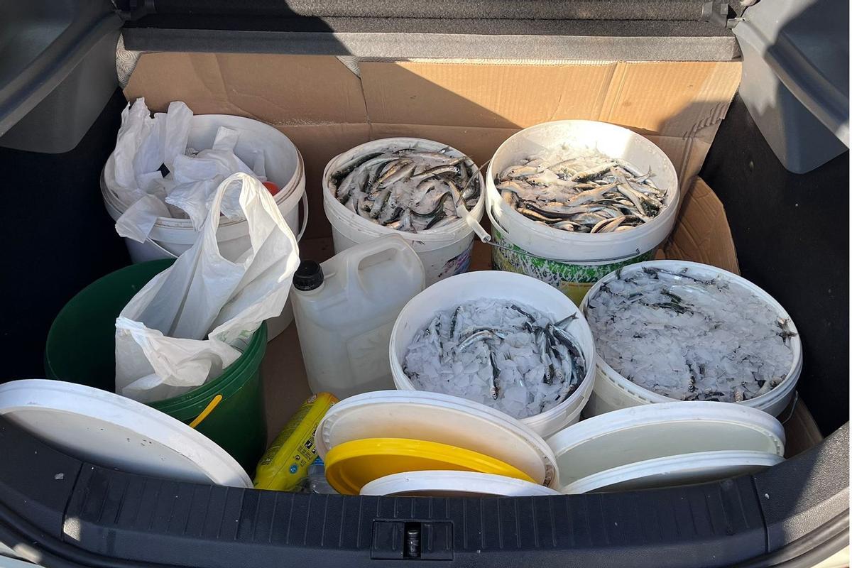 Confiscats 88 quilos de peix sense documentació al port de l’Escala