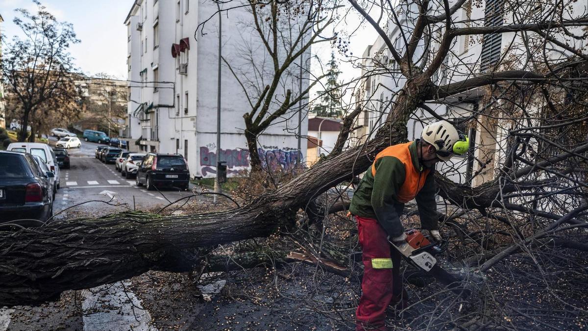 Un árbol caído por el temporal en un barrio de Cáceres.