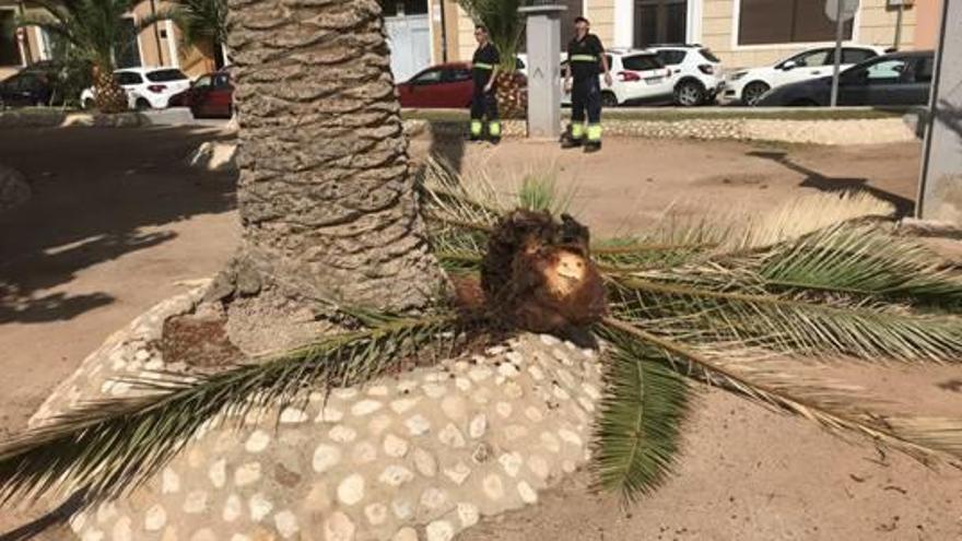 Un empleado de las brigadas municipales acondiciona el tronco de la palmera caída ayer.