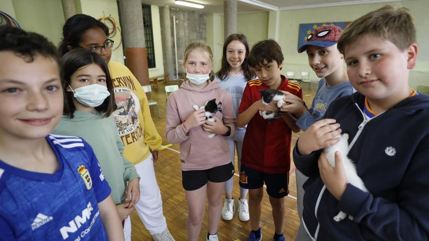 Del Albergue de Animales de Oviedo al colegio de La Gesta en busca de cariño