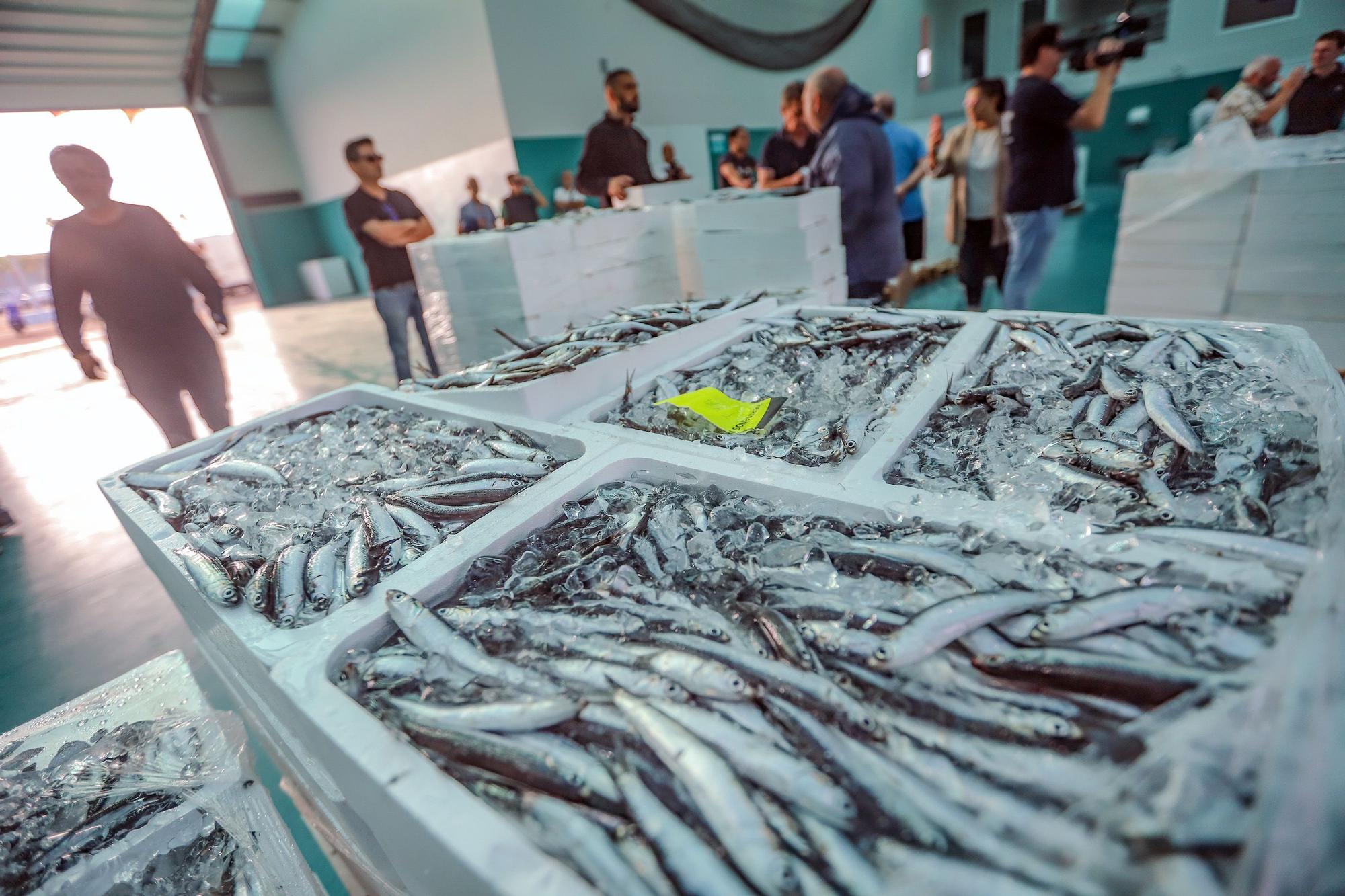 La subasta de la nueva lonja pesquera de Torrevieja se estrena con la venta de 13.000 kilos de boquerón y sardina