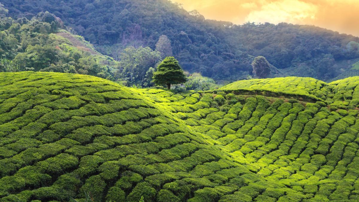 Los campos de té más bonitos del mundo