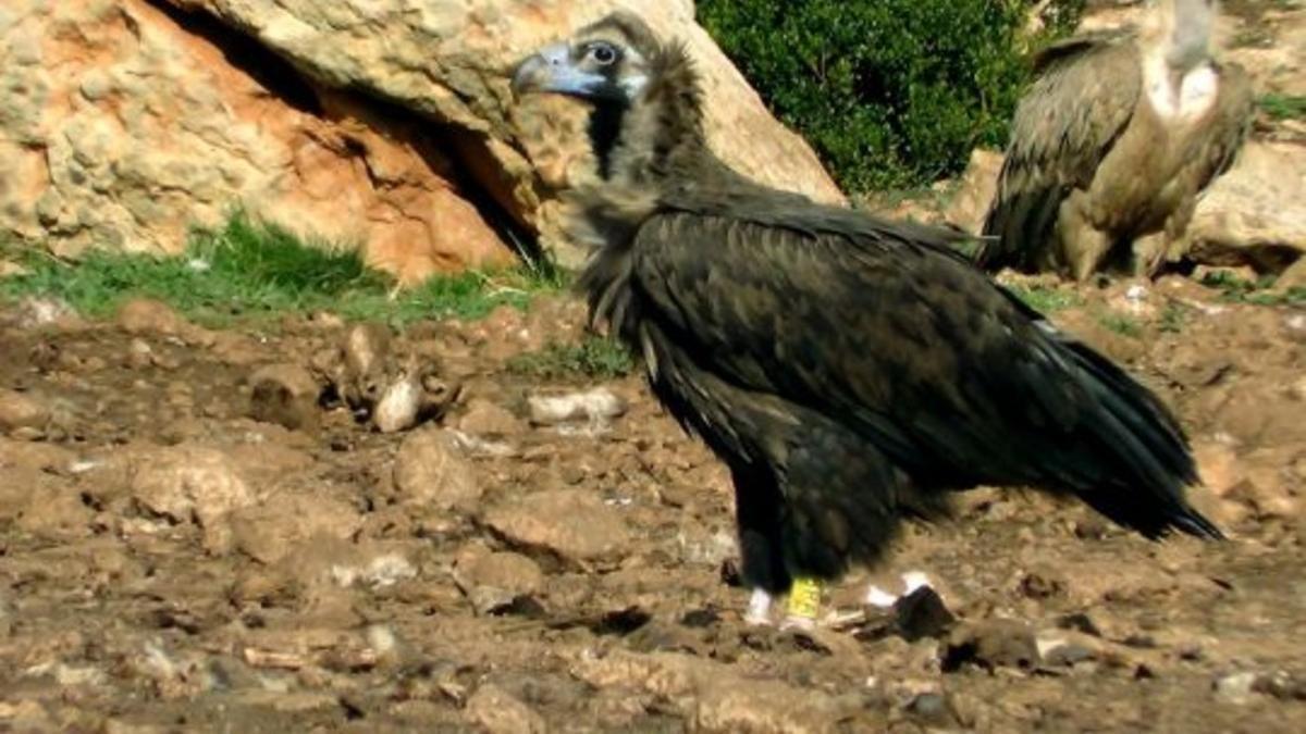 &quot;Modesto&quot;, fotografiado en un punto de alimentación de rapaces necrófagas del Pirineo. Foto: PRBNC.