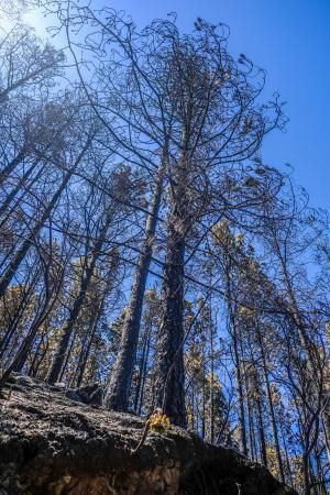 Consecuencias del incendio: De Valleseco a Artenar