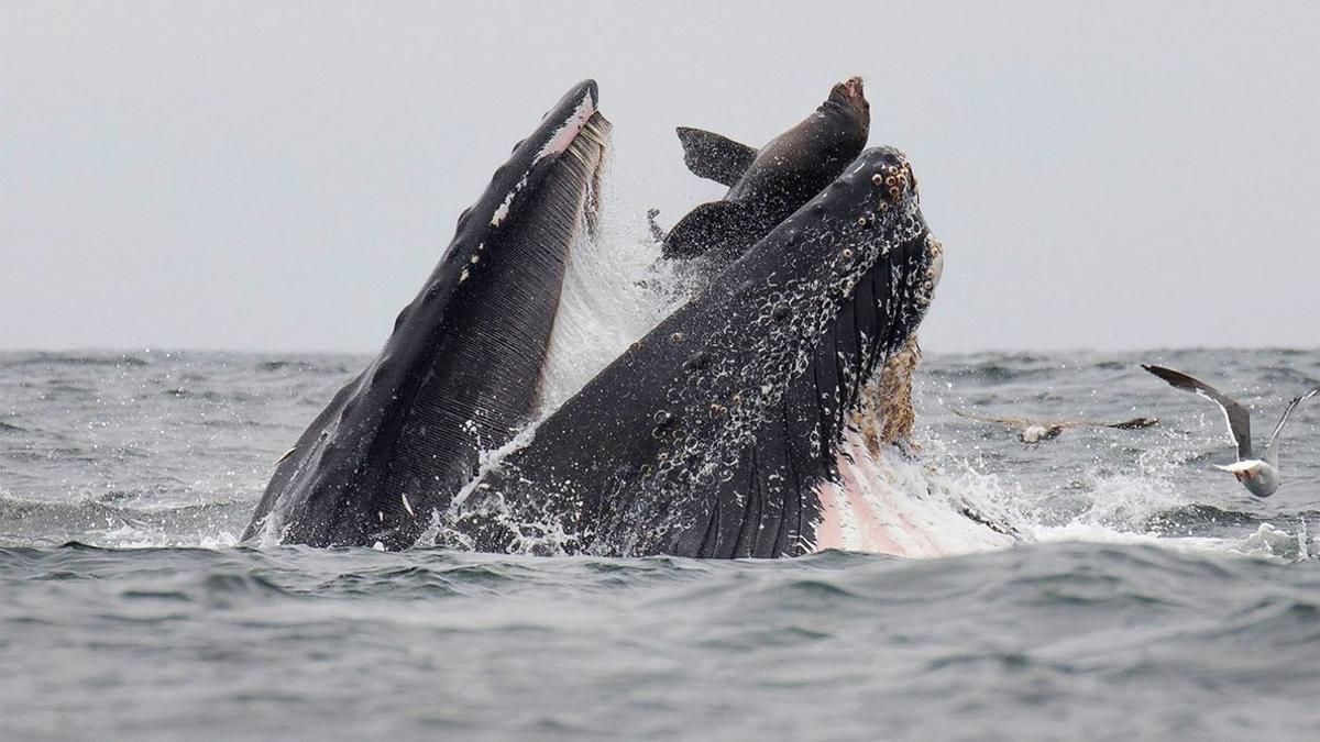 El impactante momento captado por el biólogo Chase Dekker en que un león marino cae en la boca de una ballena jorobada.