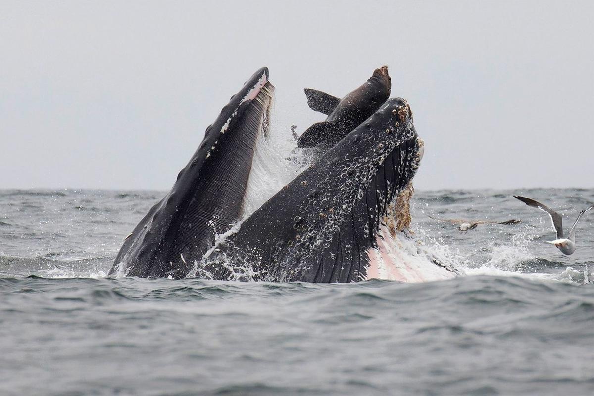 This handout picture released on July 30, 2019, shows a sea lion accidentally caught in the mouth of a humpback whale in Monterey Bay, California. - In a stunning photo, a wildlife photographer has captured a sea lion falling into the mouth of a humpback whale in what he calls a once-in-a-lifetime moment. (Photo by Chase DEKKER / Chase Dekker / AFP) / RESTRICTED TO EDITORIAL USE - MANDATORY CREDIT AFP PHOTO / CHASE DEKKER - NO MARKETING NO ADVERTISING CAMPAIGNS - DISTRIBUTED AS A SERVICE TO CLIENTS ---