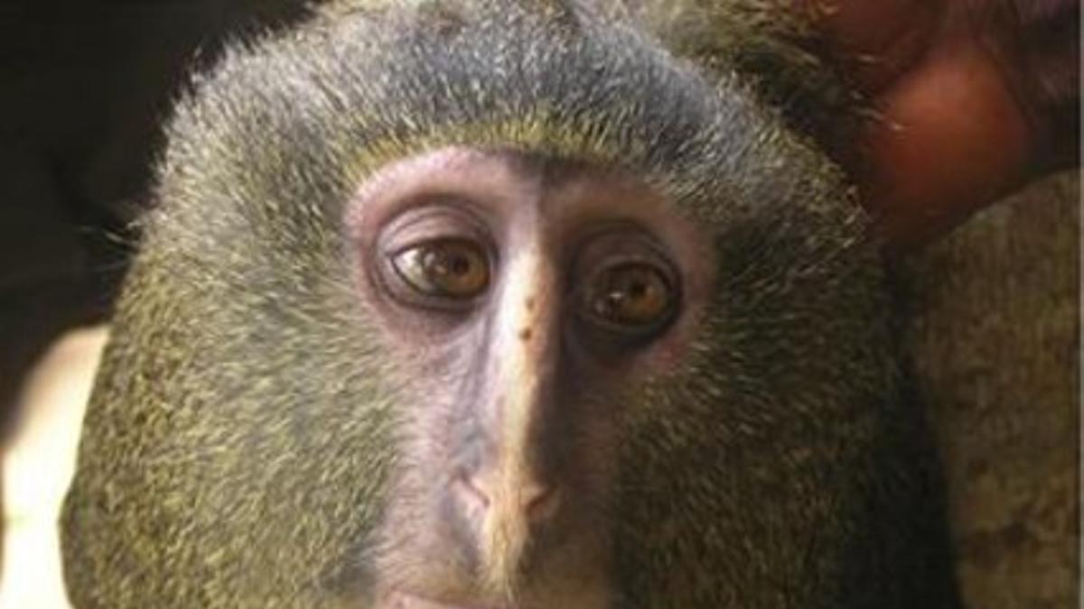 Un ejemplar de lesula, la especie de mono recién descubiertqa en el Congo