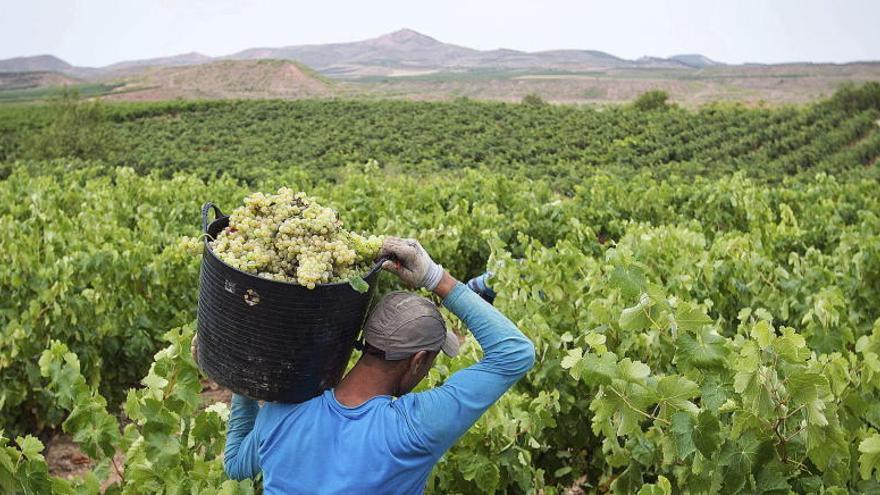 La vendimia alcanza los 31,1 millones de kilos de uva, un 32,3% más que en 2014