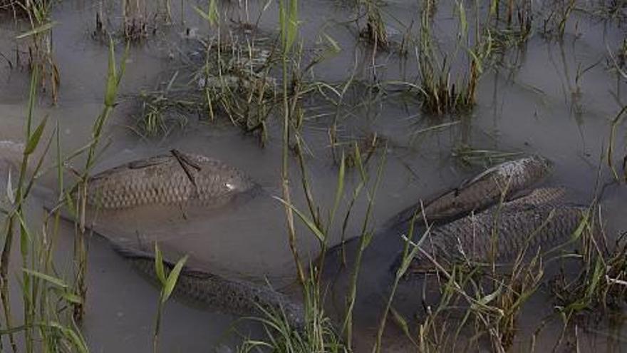 La sobrepoblación de carpa en El Hondo pone  en jaque a especies en peligro de extinción