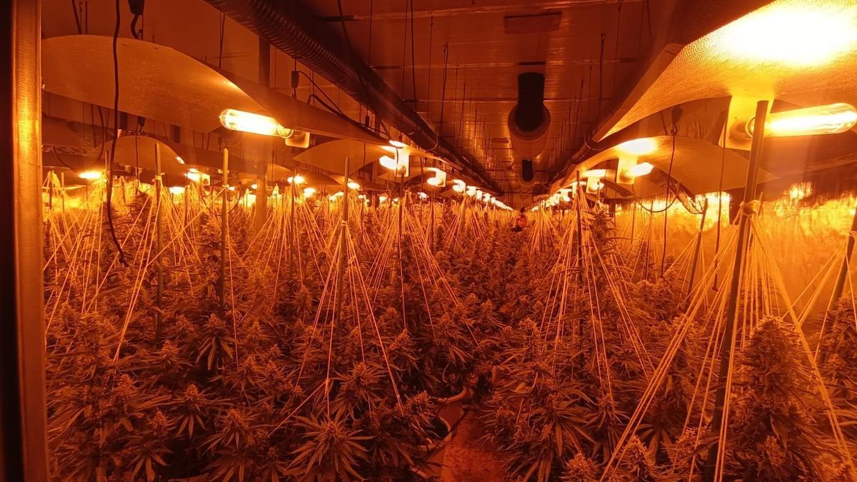 Plantació de marihuana a l'interior d'una nau de Sant Esteve Sesrovires