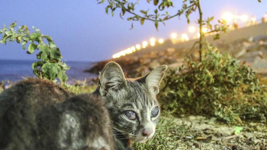 Colonia de gatos callejeros del dique de Levante, junto al monumento al Hombre del Mar