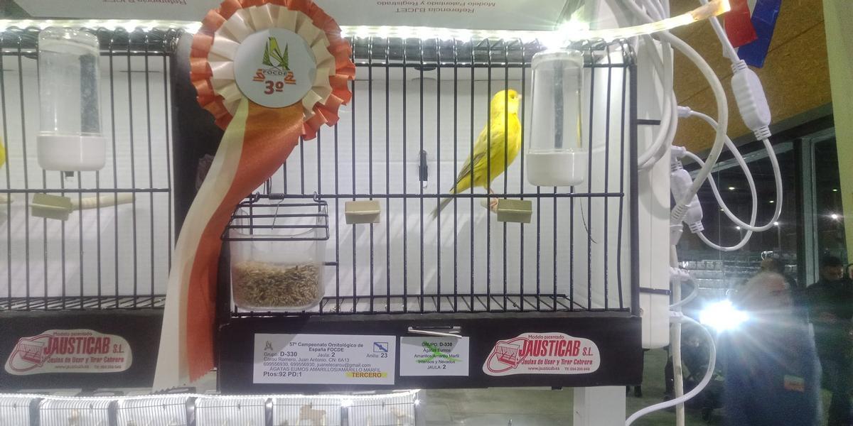 Un pájaro que dio una medalla de bronce al criador meco Juan Antonio Carou Romero en el concurso de Toledo.