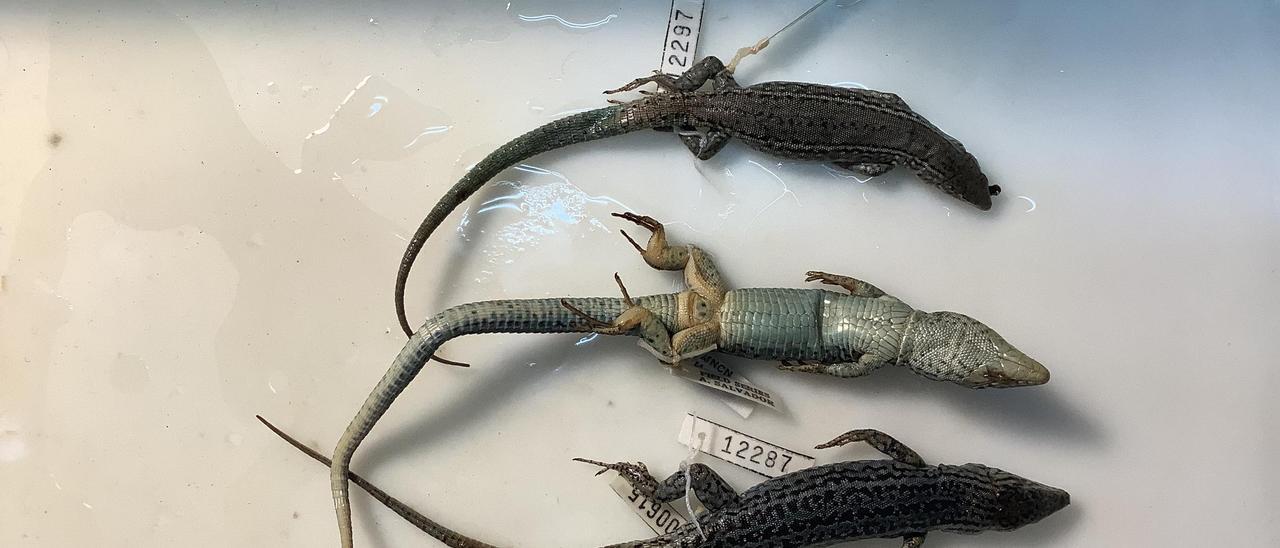 Tres lagartijas que fortman parte de la colección de Alfredo Salvador.