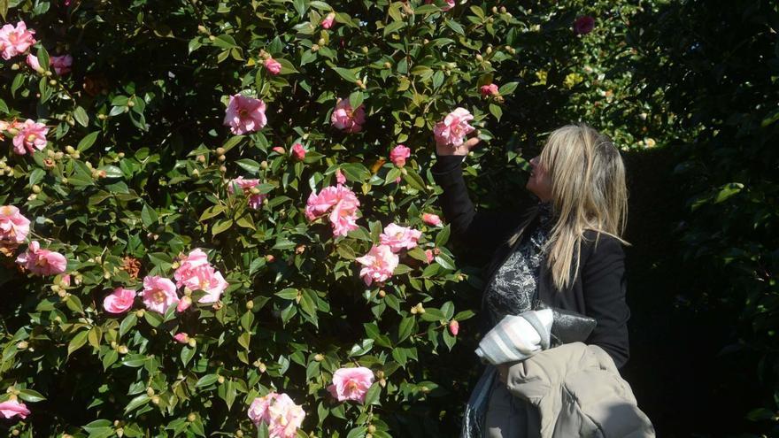 Una mujer observa las flores de un camelio, en el pazo de Rubiáns. |  // NOÉ PARGA