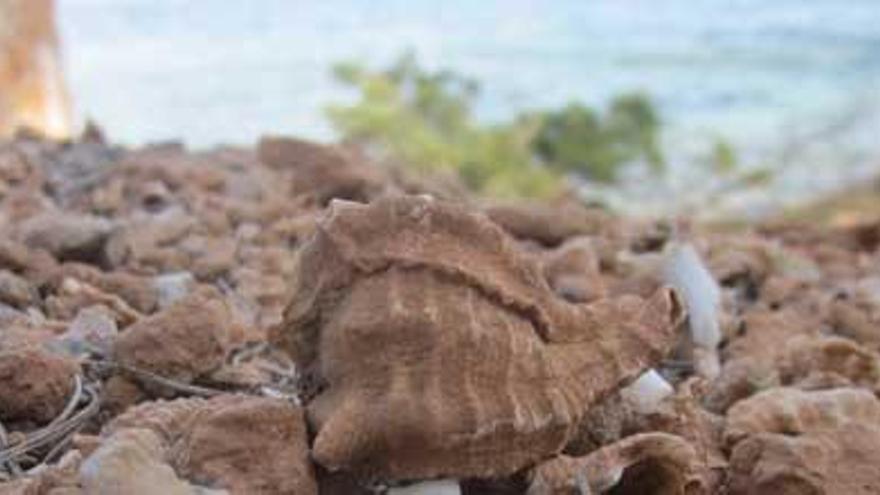 Restos de conchas de gasterópodos esparcidas por la Xanga.