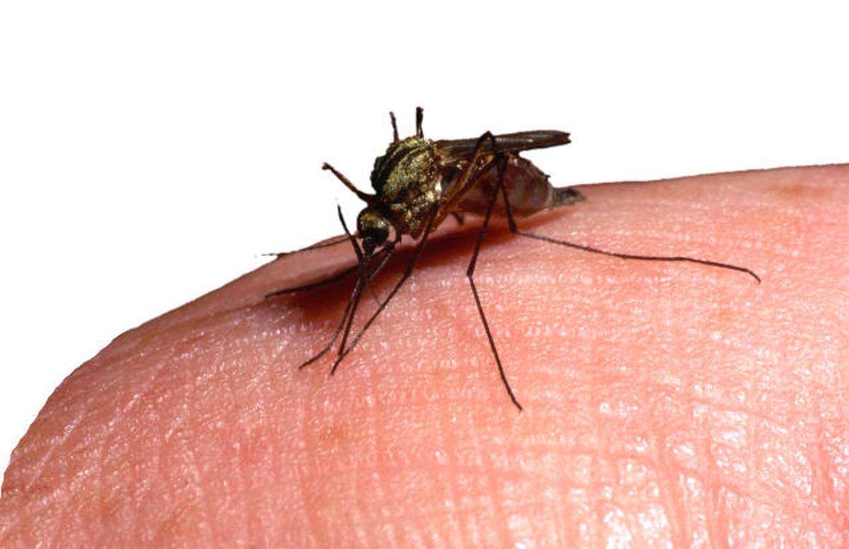 Ejemplar del mosquito tigre.