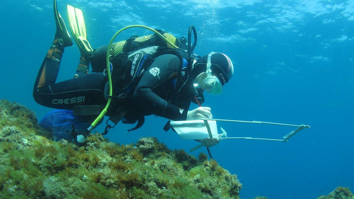 Un bussejador durant les tasques de seguiment de les espècies marines per al parc eòlic marí projectat al golf de Roses