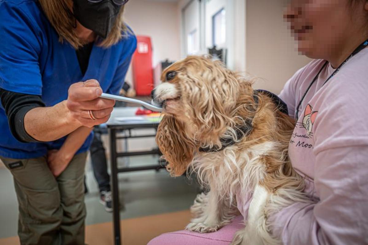 Terapia con perros, en el hospital de día de niños, en el Clínic