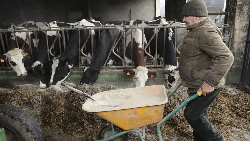 Un ganadero prepara el pienso con el que alimenta a sus cabezas de vacuno de leche. |  C. Castro / E.P.