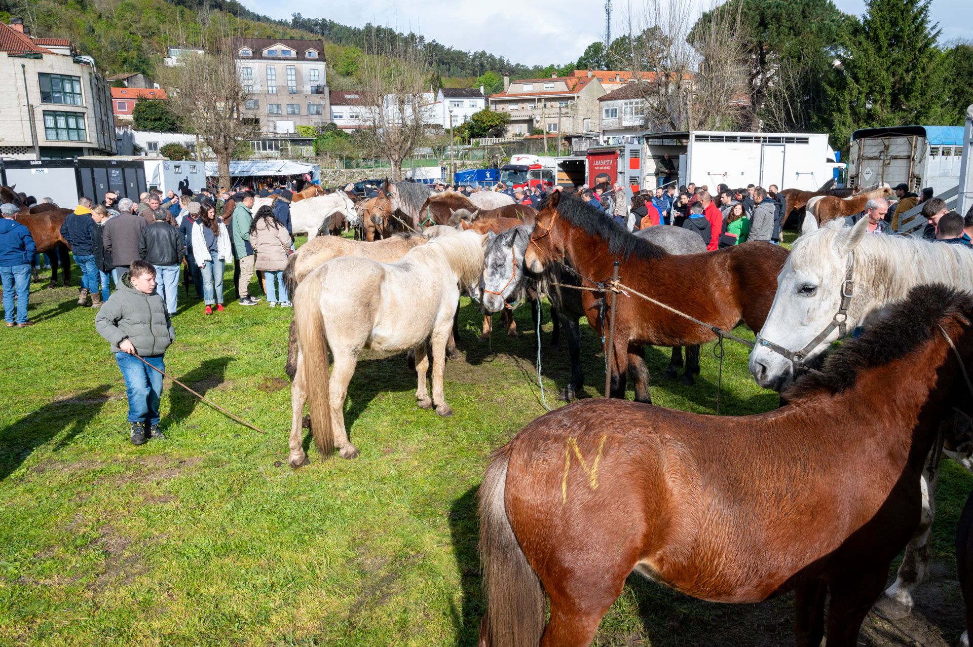 A Feira Cabalar de Pascua reúne exemplares de toda Galicia