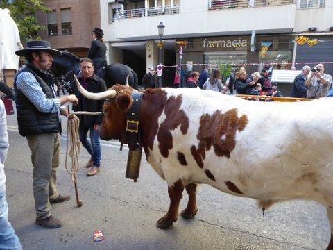 Bendición de animales por Sant Antoni del Porquet