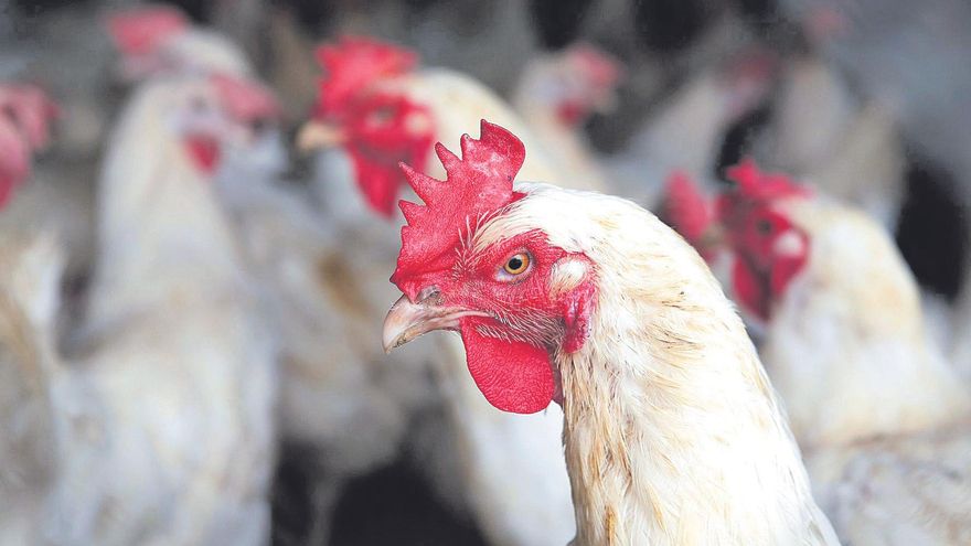 Memoria de la isla | La fiesta del gallo