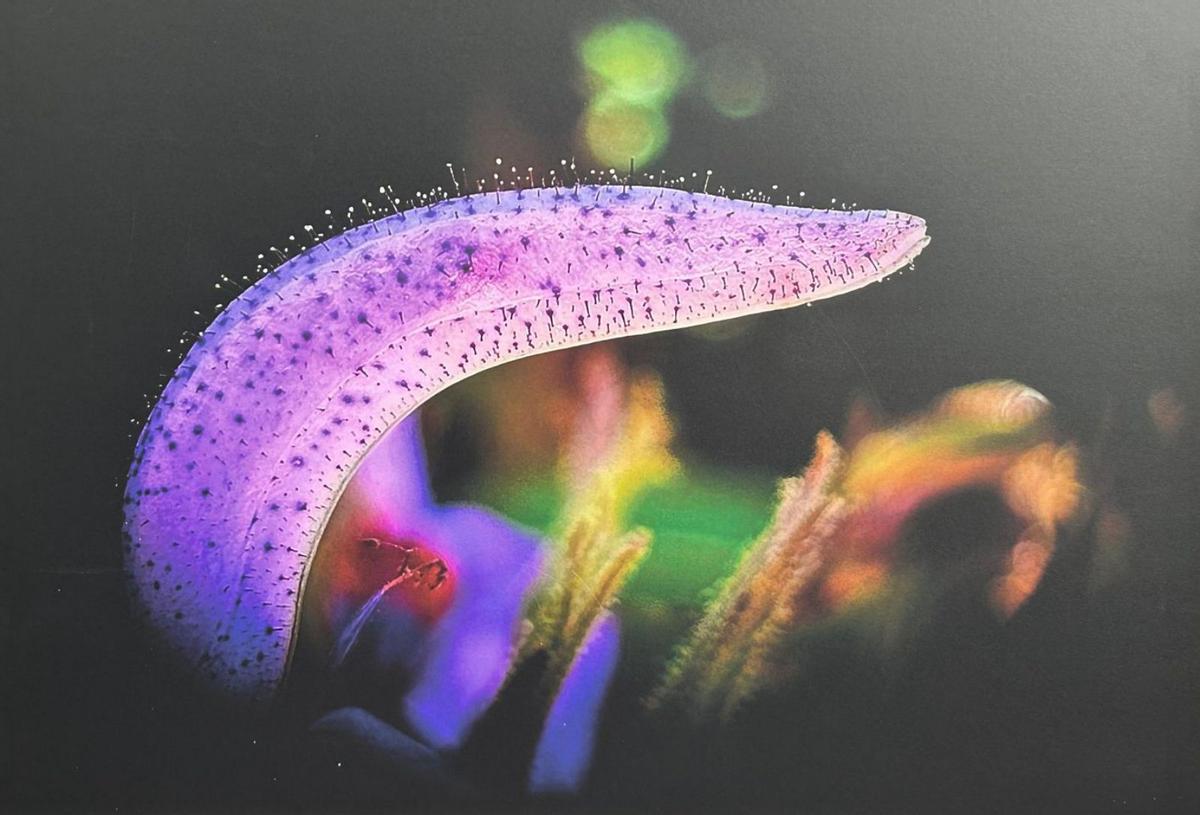 La ‘Lengua viperina’ conquista el concurso de fotografía del Botánico