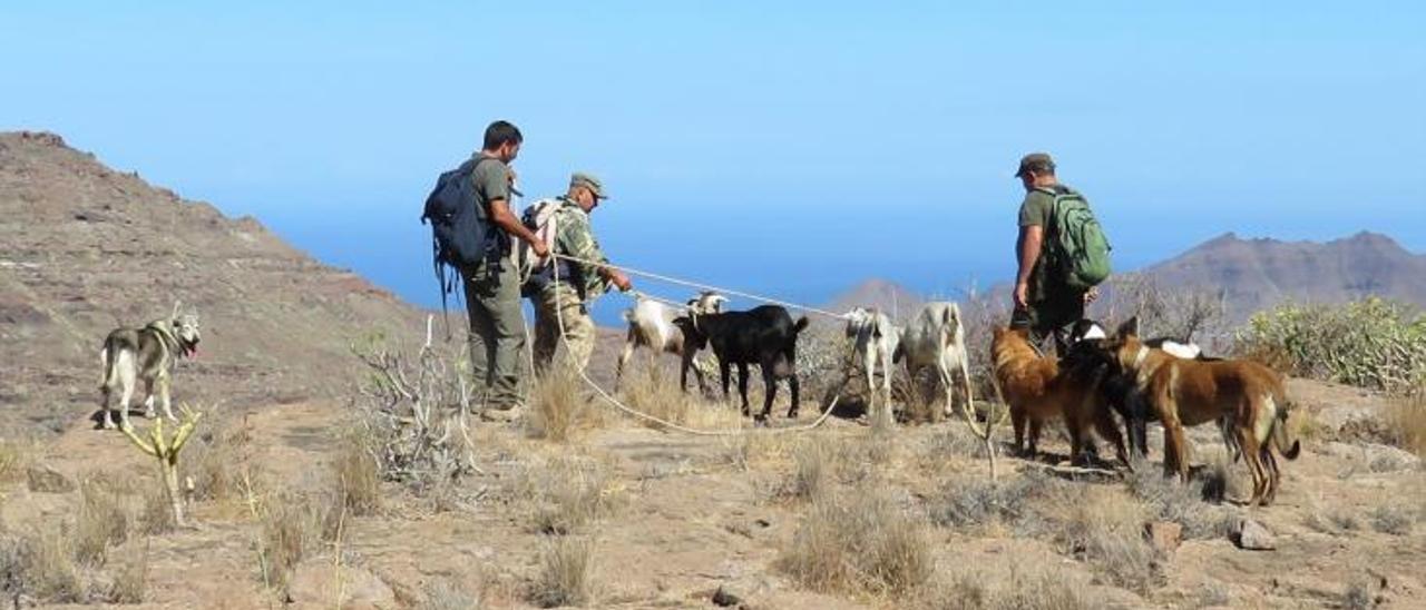 Pastores y voluntarios con cabras asilvestradas capturadas en la Reserva Natural de Güigui, en Gran Canaria. | | LP/DLP