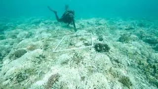 El ‘reverdecimiento’ del océano en los polos podría suponer cambios para la pesca