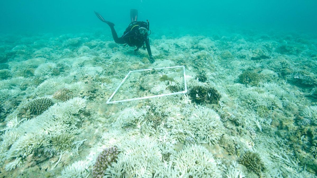 La acidificación de los océanos afecta gravemente a los corales.