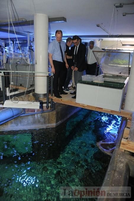 El acuario de la UMU albergará las especies emblemáticas del Mar Menor