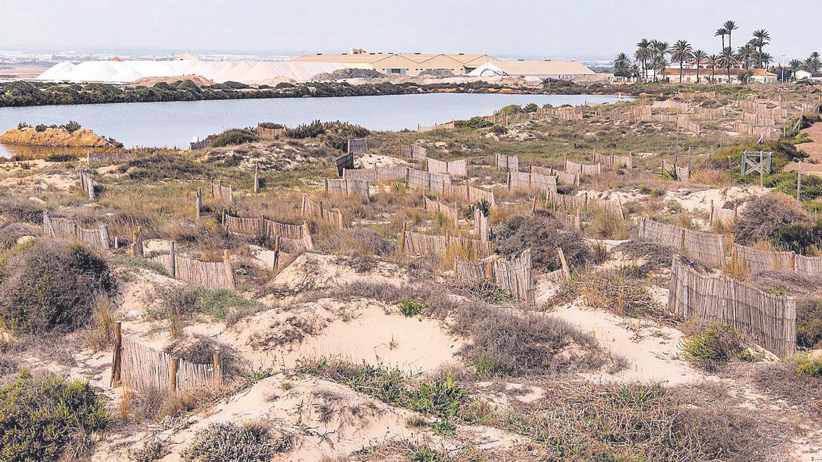 Captadores de arena de cañizo, instalados entre La Llana y las salinas.