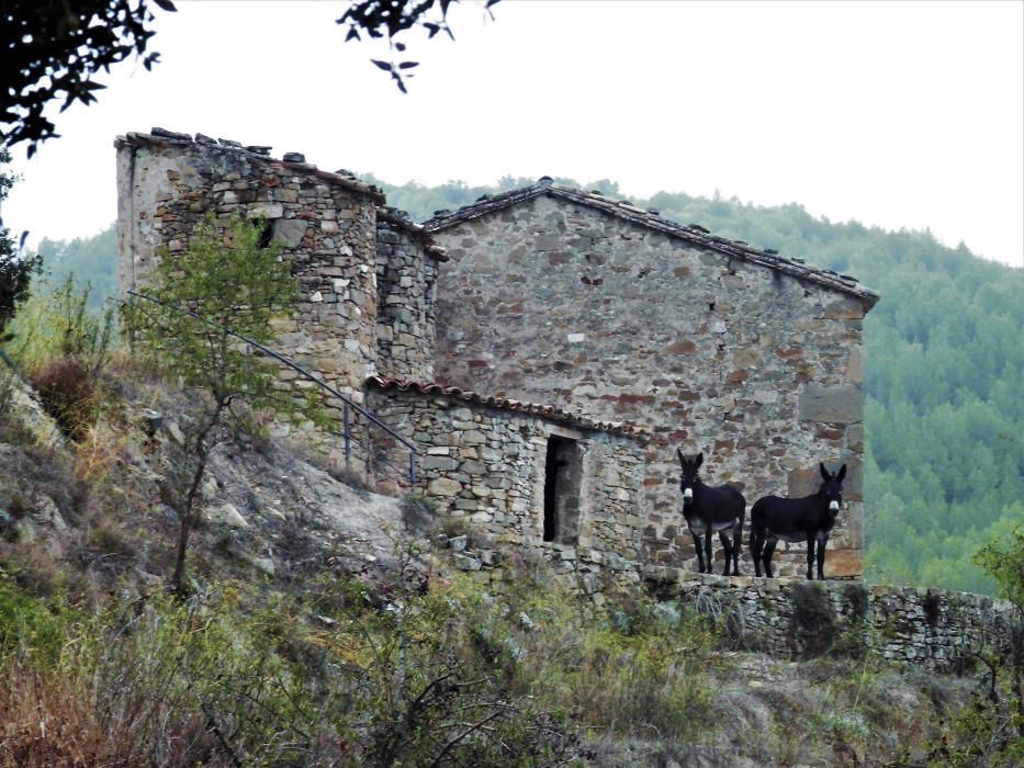 Guardianes. Aquestes dues burretes, de ca n’Oristrell, a la vall del Flequer, semblaven les guardianes de la masia.