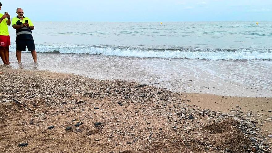 Un nido secreto de tortugas sorprende en El Torres de la Vila: nacen unas 70 crías y toman el Mediterráneo