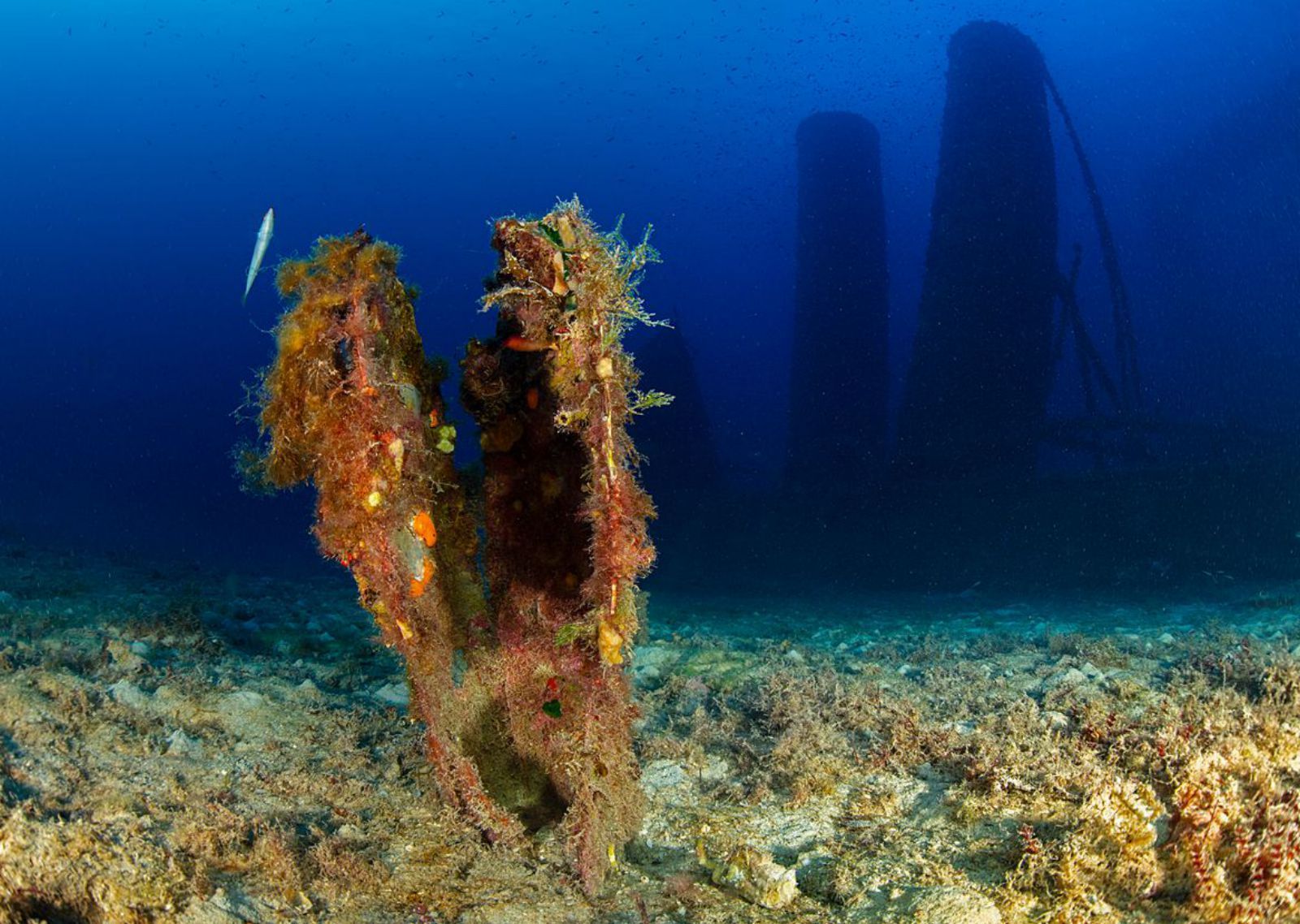 Restos de una nacra, Pinna nobílis, en la inmersión de la Plataforma Mariana