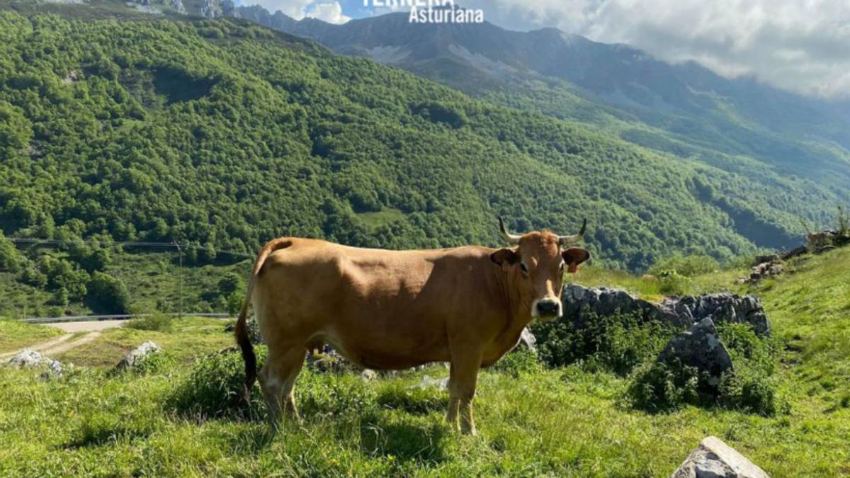 Ternera Asturiana, sostenibilidad y bienestar animal