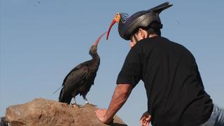 El Zoo de Barcelona sale al rescate de un ave en el abismo de la extinción