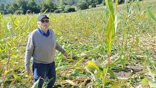 Los jabalíes acaban con la cosecha de Benigno García en Negreira: “Isto cada día vai a peor”