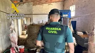 Destapan dos mataderos ilegales de corderos en Burgos