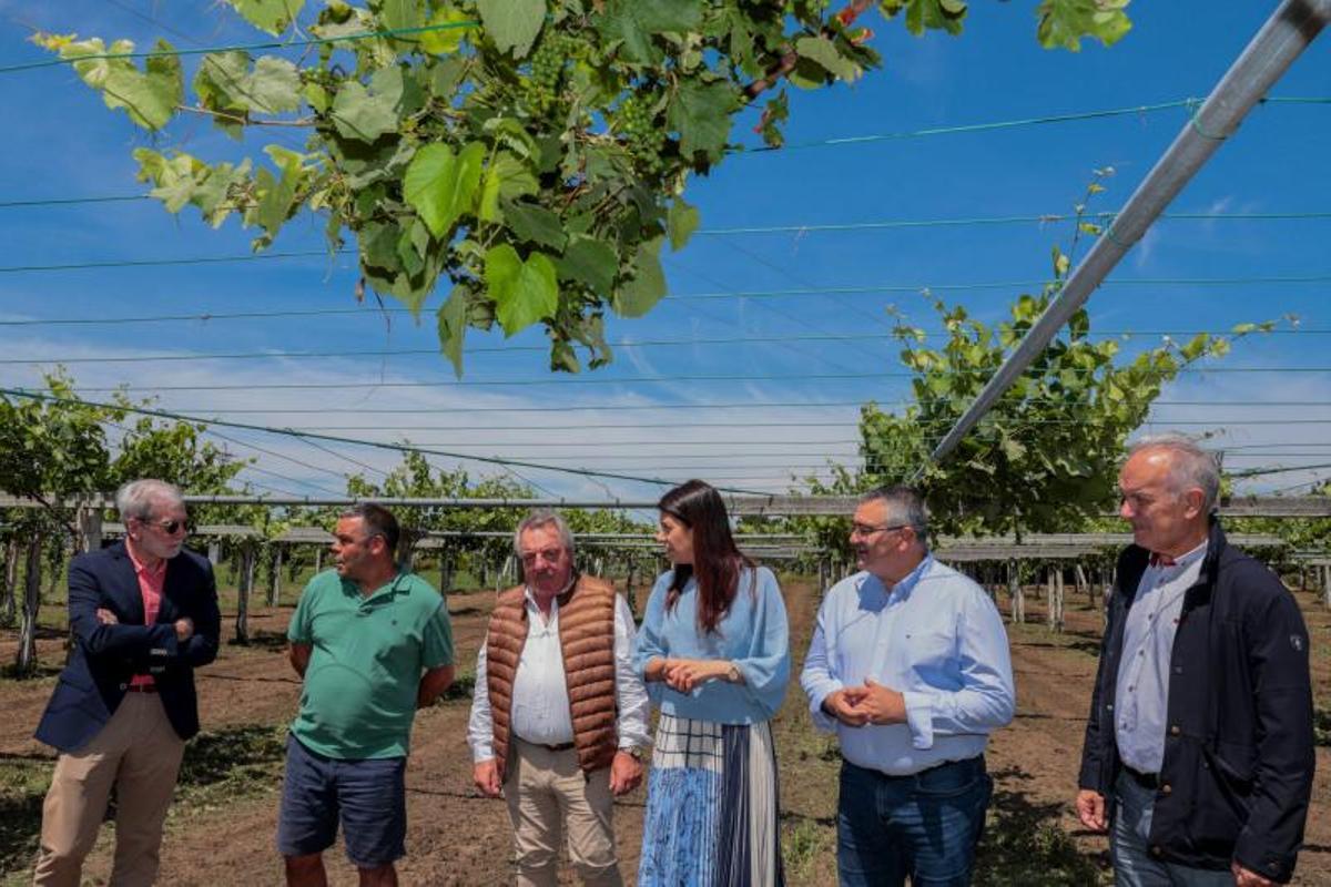 La conselleira visitó una viña afectada por el granizo.