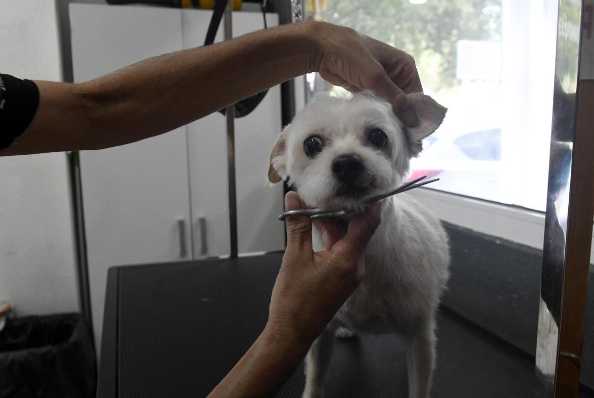 Un perro recibe un corte de pelo en un veterinario de Murcia