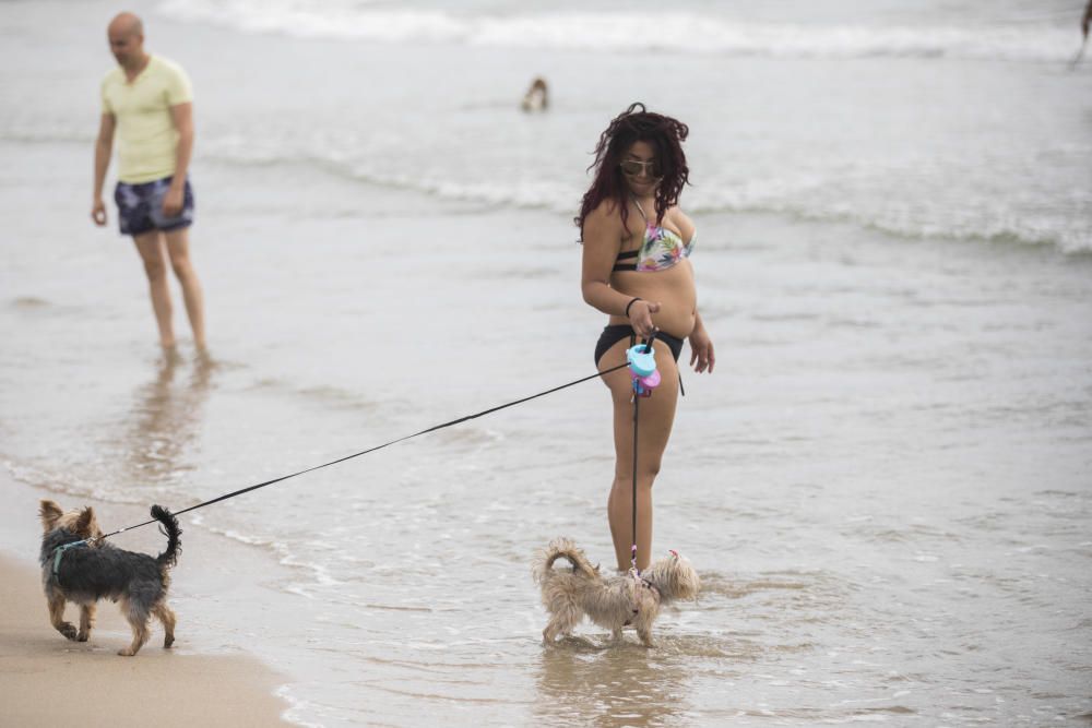 Ambiente en la playa para perros de Pinedo