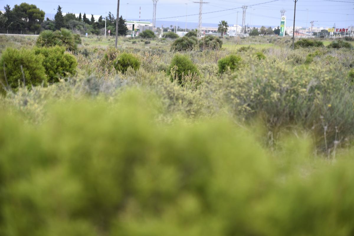 Parcela reforestada por Anse y voluntarios en Calblanque