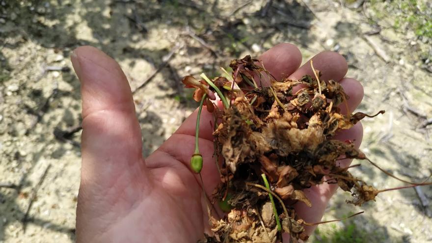 Pérdidas del 99 % en la cosecha de cerezas de Les Valls de la Marina Alta