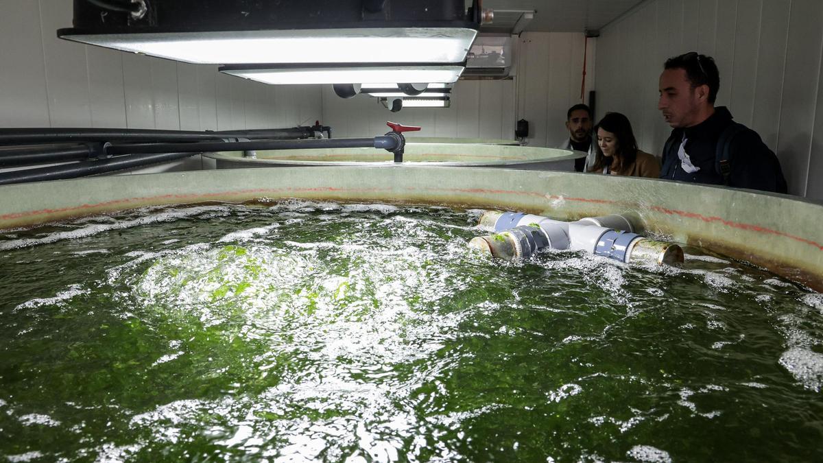 Instalaciones de Mediterranean Algae, una de las empresas que integrarán el clúster.