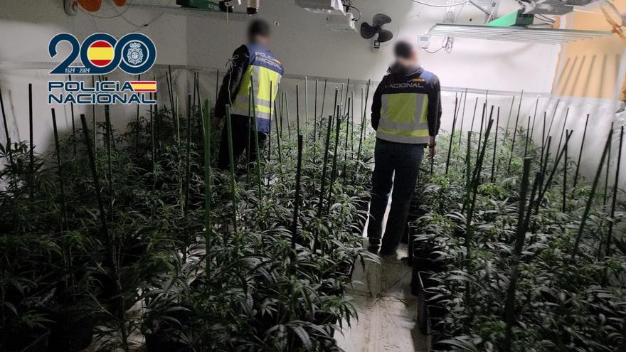 Otro exuberante "jardín" de marihuana en un sótado: hallan 881 plantas en Dénia